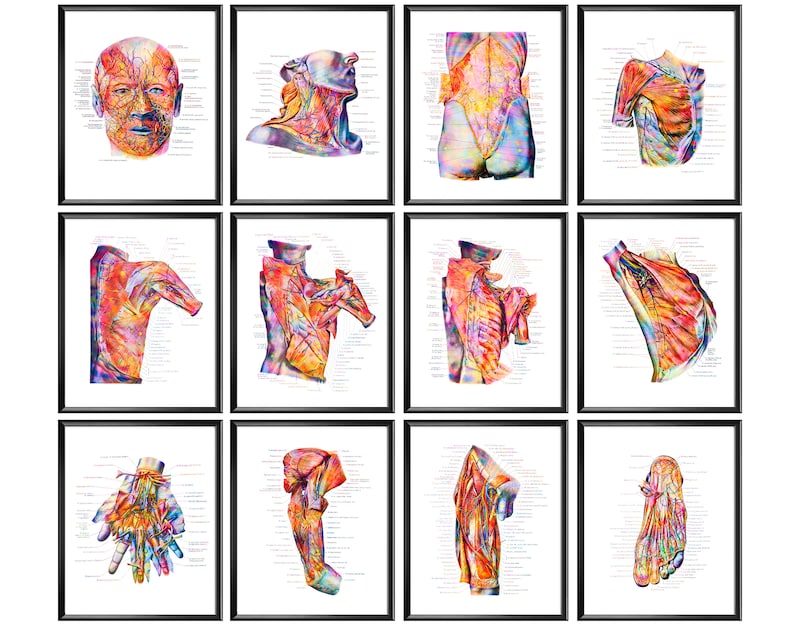12 Human Systems Anatomy Posters Muscular System Etsy