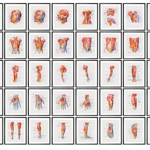 40 Muscle Anatomy Posters, Human Body Watercolor Art, Muscular System Structure, Medical Art, Massage Therapist Gift, Physiotherapist