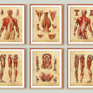 Vintage Anatomy Poster Set of 6 Musculoskeletal System Medical Art Surgical Anatomy Art Orthopedic Gift Chiropractor Gift Doctor Gift