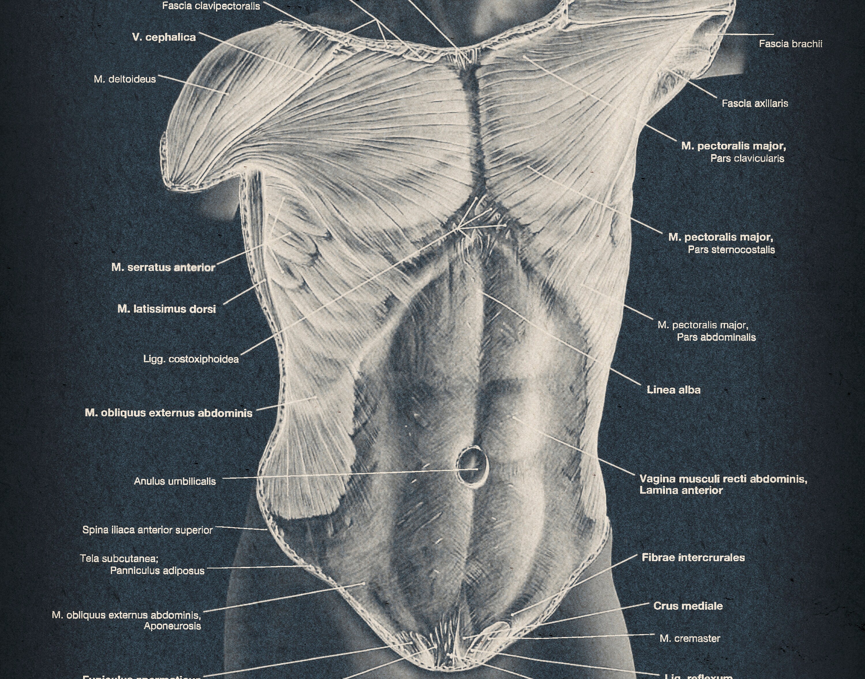 SET 40 Musculoskeletal Anatomy Posters, Human Body Muscles Structure ...