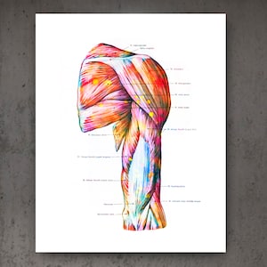 12 Muscular System Anatomy Posters Muscles Structure Print Medical Art ...
