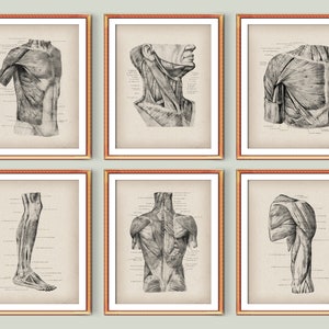 6 vintage spierstelsel anatomie posters lichaam spieren structuur afdrukbare medische kunst massagetherapeut cadeau chirurg cadeau dokterspraktijk kunst