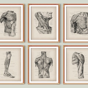 6 Vintage Muscular System Anatomy Posters Body Muscles Structure Printable Medical Art Massage Therapist Gift Surgeon Gift Doctor Office Art