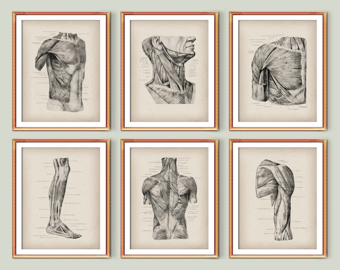 12 Human Body Anatomy Posters Muscular System Diagram Medical Art Major ...