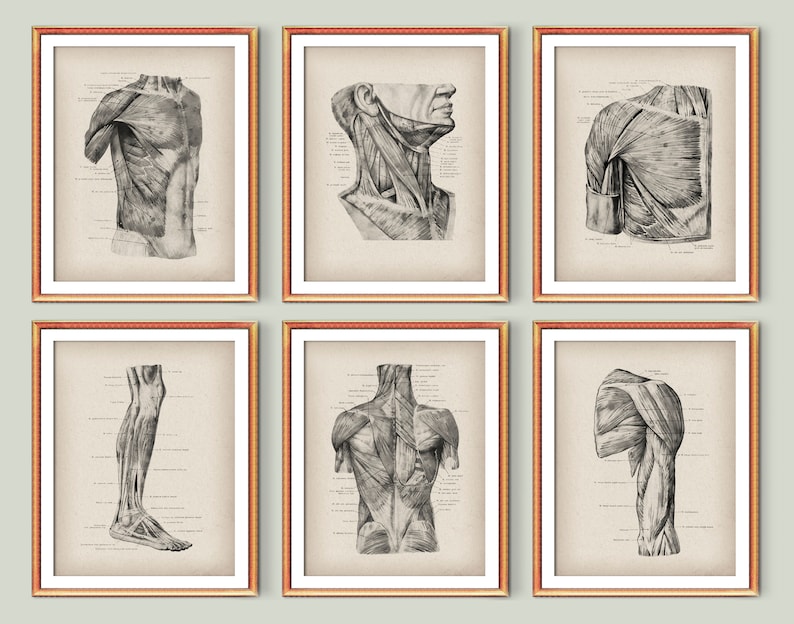 6 Vintage Muscular System Anatomy Posters Body Muscles Structure ...