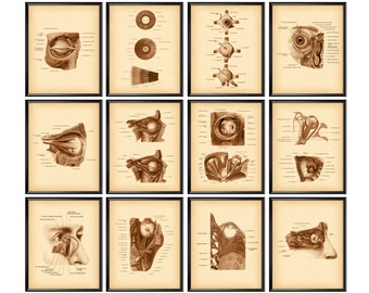 12 Ocular System Anatomy Posters Vintage Ophthalmology Art Ophthalmic Clinic Decor Optician Gift Eye Anatomy Poster Eye Structure Diagram