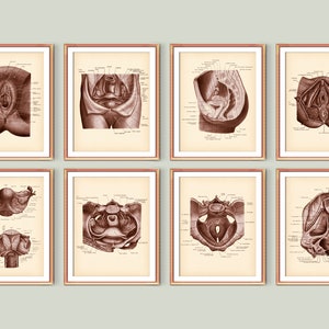 Female Reproductive System Vintage Poster Set, Anatomical Uterus and Ovaries Print, Gynecology Art, Obstetrics Poster, Medical Wall Decor