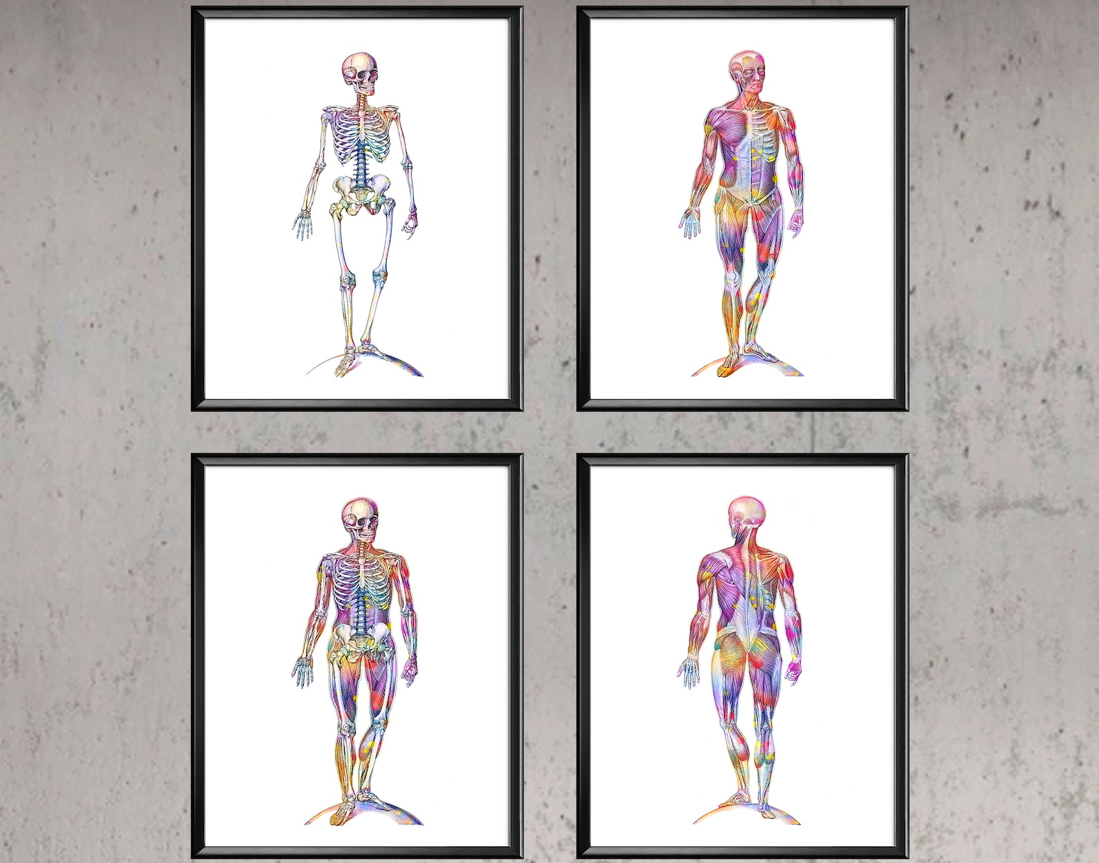 Body Anatomy Poster Watercolor Anatomy Print Set Skeleton Decor ...