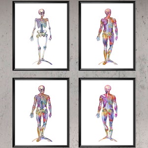 Body Anatomy Poster Watercolor Anatomy Print Set Skeleton Decor Muscular System Print Orthopedic Gift Chiropractor Gift Doctor Office Gift