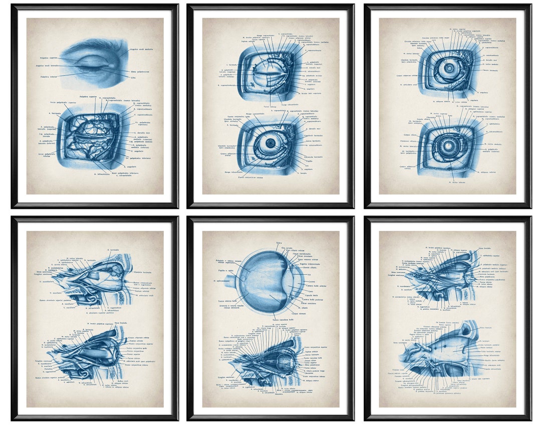Eye Anatomy 6 Posters Ophthalmic Print Medical Art Vision - Etsy