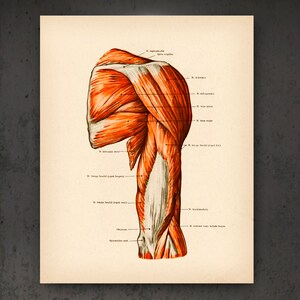 Muscular System Vintage Anatomy Posters Anatomical Muscles Art Medical ...