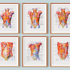 Torso Muscles Anatomy Art Set 6 Massage Therapy Art Medical Artwork Physiology Art Massage Clinic Decor Surgeon Gift Physical Therapist Gift