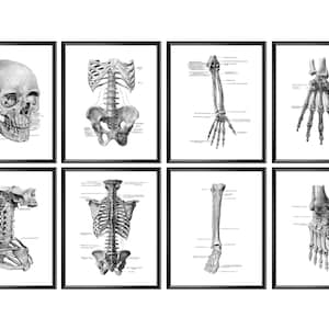 8 Skeleton Anatomy Posters Orthopedic Art Medical Decor Skeletal Bones Physiology Artwork Chiropractic Clinic Decor Orthopedic Surgeon Gift