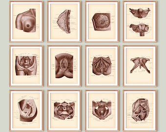 Fisiología y Anatomía Femenina Pósters Vintage, Arte Ginecológico, Estructura del Sistema Reproductivo, Útero Anatómico, Anatomía mamaria, Regalo médico