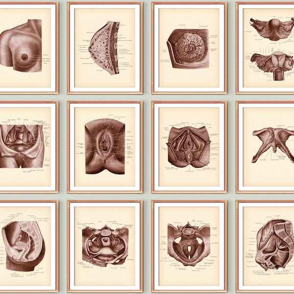 Fisiología y Anatomía Femenina Pósters Vintage, Arte Ginecológico, Estructura del Sistema Reproductivo, Útero Anatómico, Anatomía mamaria, Regalo médico