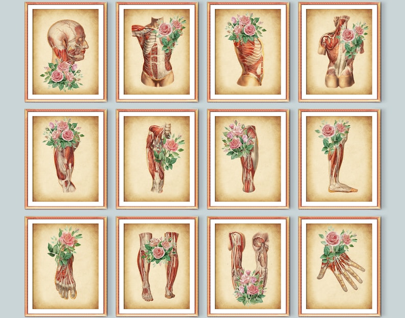 12 Anatomical Artworks Vintage Anatomy Art Muscular System Poster ...