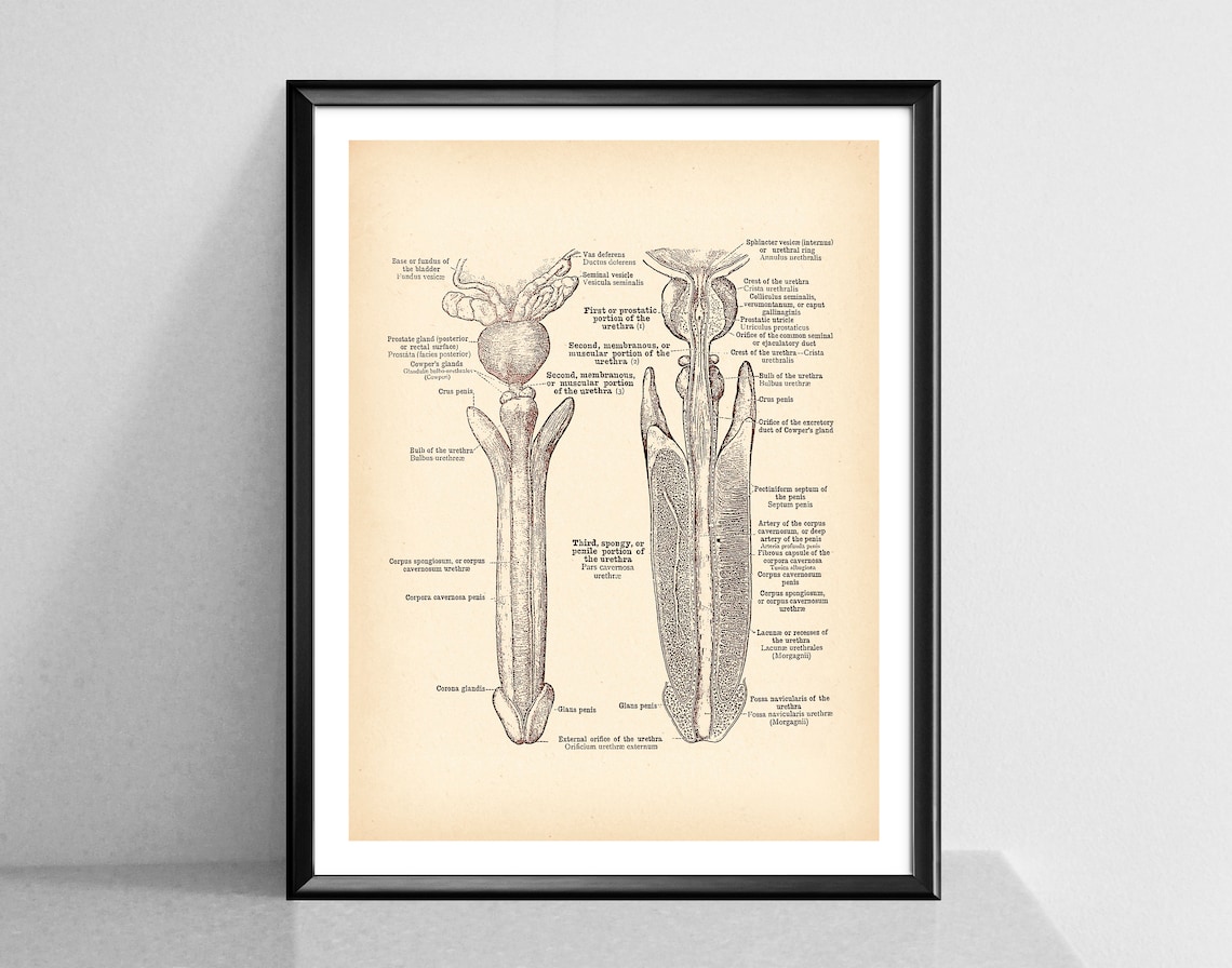 Penis Print Male Anatomy Poster Vintage Reproductive System Urinary ...