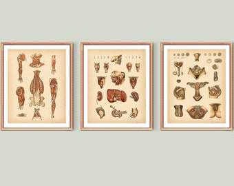 3 Vintage Anatomy Poster Internal Organs Art Muscular System Art Circulatory System Art Reproductive System Art Medical Art Clinic Art
