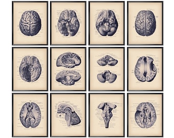 Conjunto de póster de neuroanatomía de 12, anatomía del cerebro humano, anatomía médica, estructura cerebral anatómica, regalo de neurocientífico, decoración de la clínica de neurología