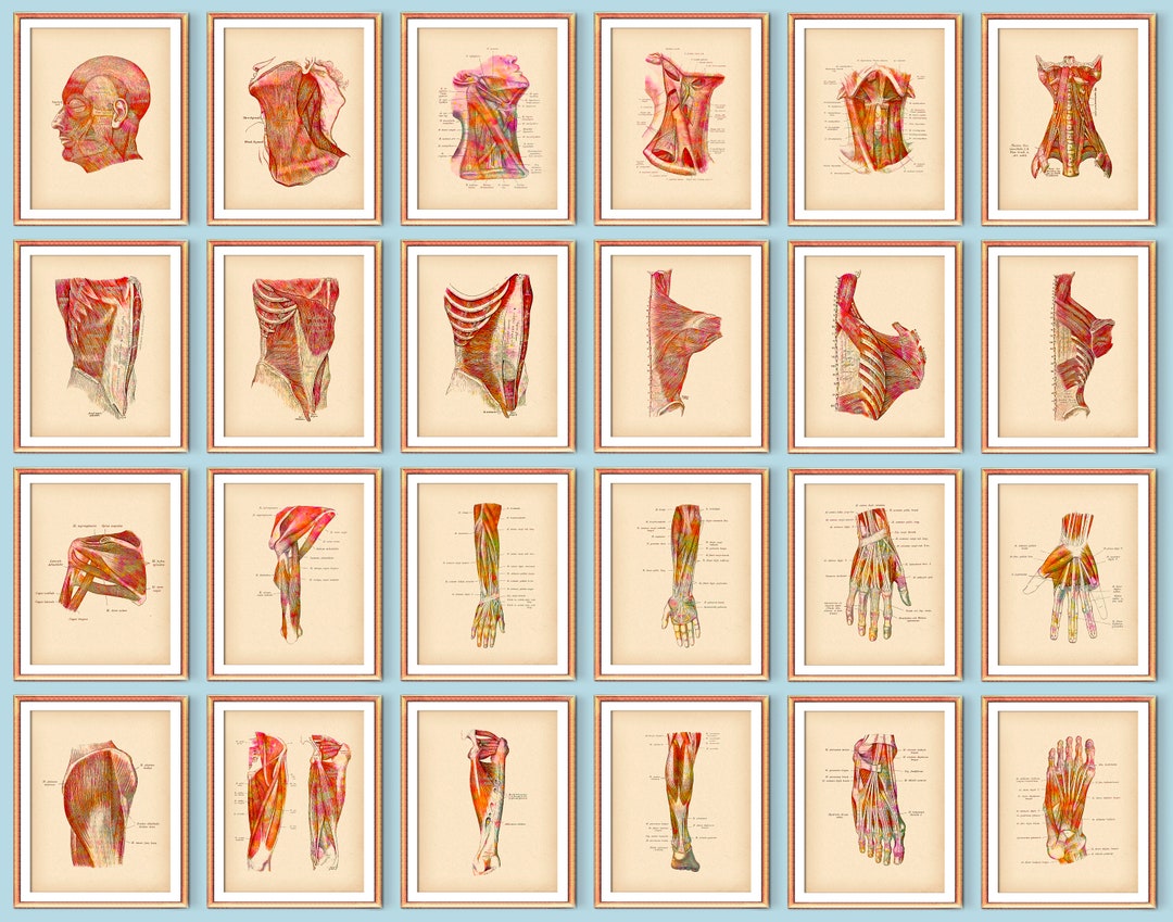 24 Vintage Anatomy Art Posters Human Muscular System Muscles Structure