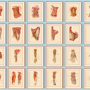 24 Vintage Anatomy Art Posters Human Muscular System Muscles Structure Medical Art Chiropractic Clinic Wall Decor Surgeon Office Gift