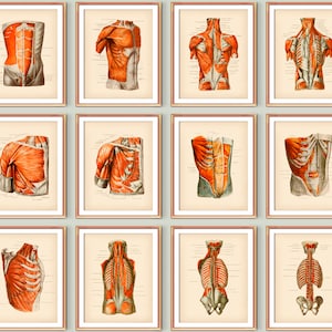 Muscles of Human Body Poster Set, Musculoskeletal Structure Anatomy Art, Human Muscular System, Surgical Anatomy, Medical Art, Doctor Art