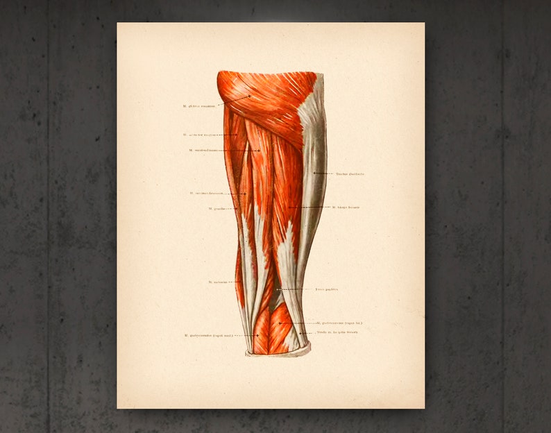Muscular System Vintage Anatomy Posters Anatomical Muscles Art Medical ...