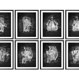 8 Uroloog Gift Mannelijk voortplantingssysteem Posters Mannelijk urinewegenstelsel Mannelijk urogenitaal systeem structuur medische kunst krijtbord schilderen decor