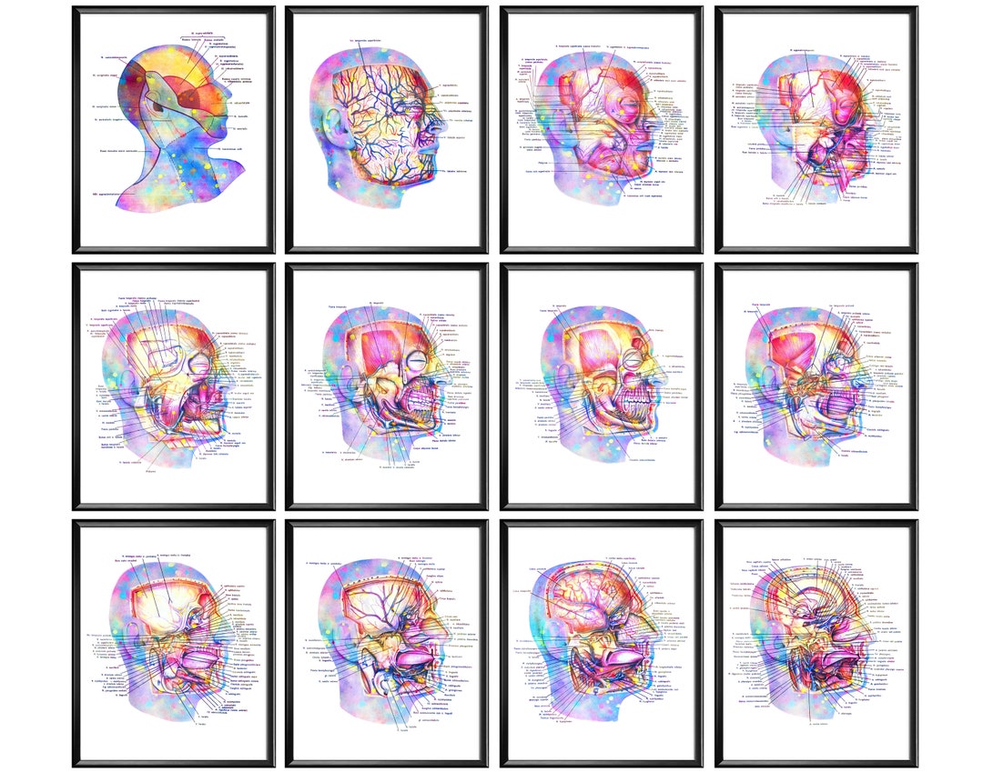 12 Human Head Internal Anatomy Posters Watercolor Medical Art Facial Muscles Art Clinical