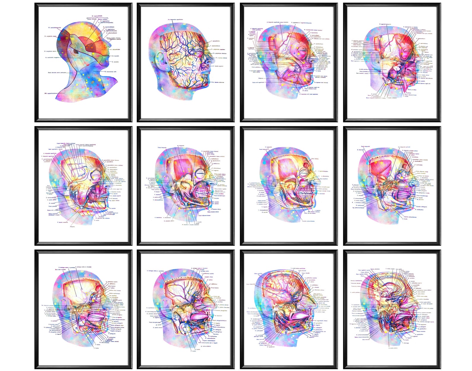 12 Human Head Internal Anatomy Posters Watercolor Medical Art Facial ...
