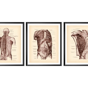 Neurologist Gift, Antique Anatomy Poster, Neurology Art, Medical Art, Vintage Clinic Decor, Doctor Gift, Medicine Art