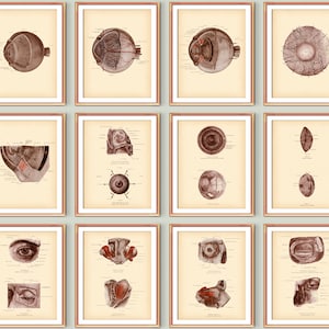 Eye anatomy posters, Pupil print, Ophthalmology art, Vintage medical poster, Eye clinic decor, Optician gift, Ophthalmologist gift
