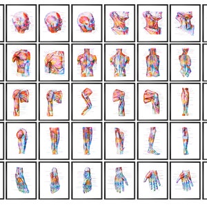 40 carteles de anatomía musculoesquelética, arte de acuarela de la anatomía del cuerpo humano, impresión de la estructura de los músculos, arte médico, póster de terapia de masajes