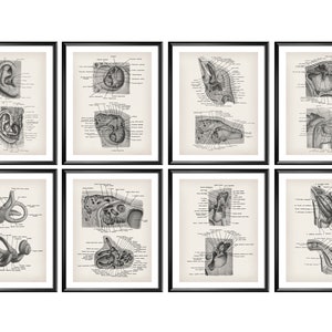 8 Human Ear Anatomy Labeled Diagram Set Vintage Medical Art Audiologist Gift Otolaryngologist Gift Surgeon Gift Audiometrist Gift Ear Doctor