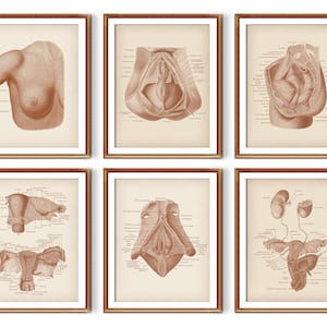 Set 6 vintage vrouwelijk voortplantingssysteem anatomie posters urinestelsel medische kunst gynaecologie kunst Obgyn kunst gynaecoloog kantoor cadeau