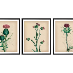 Wild Flowers Vintage Art, Thistle Art, Field Plants Poster, Botanical Art, Floral Decor, Wildflowers Illustration, Farmhouse Decor
