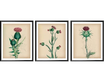 Wildblumen Vintage Kunst, Distel Kunst, Feldpflanzen Poster, Botanische Kunst, Florales Dekor, Wildblumen Illustration, Bauernhaus Deko