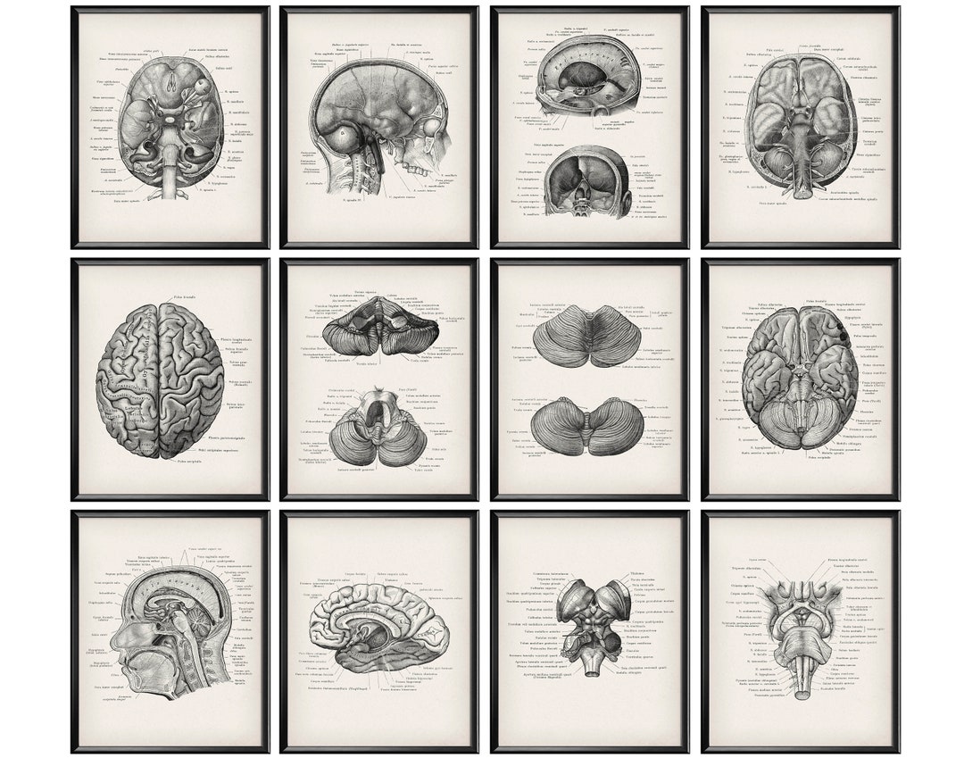 12 Head Anatomy Prints, Neuroscience Art, Medical Art, Head Cross ...