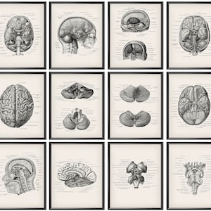 May include: Twelve framed anatomical brain illustrations. Each black and white print shows a different view of the human brain, labelled with anatomical terms. The prints are displayed on a cream-coloured background.
