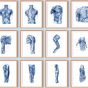 Menschliche Muskulatur System Anatomie Poster Set von 12 Muskeln Struktur Druck Medizinische Kunst Massage Therapeut Geschenk Chirurg Geschenk Arzt Büro Dekor
