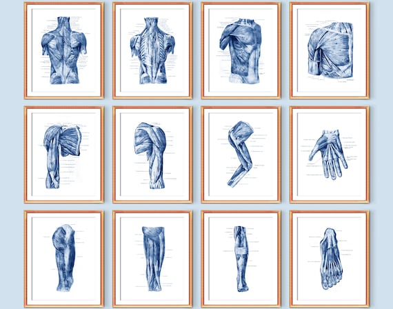 Human Muscular System Anatomy Poster Set of 12 Muscles Structure Print Medical Art Massage Therapist Gift Surgeon Gift Doctor Office Decor