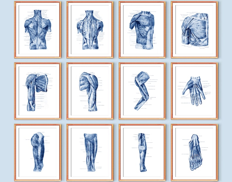 Mänskliga muskelsystemet anatomi poster set med 12 muskler struktur tryck medicinsk konst massage terapeut present kirurg present läkarmottagning dekor bild 1