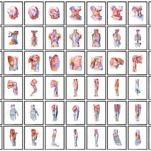 54 Muscular Anatomy Art Posters, Human Body Structure, Watercolor Art, Muscle Diagram Print, Medical Surgery Art, Massage Therapy Poster
