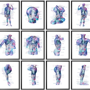 12 Human Muscular System Anatomy Posters Muscles Structure Diagram Medical Art Massage Clinic Decor Surgical Office Decor Physiotherapy Art