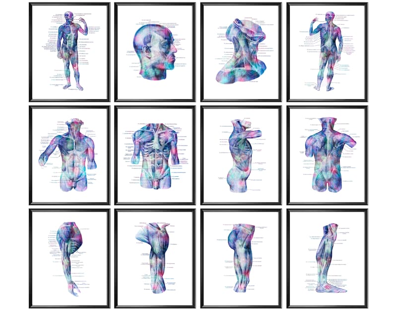12 Human Muscular System Anatomy Posters Muscles Structure Etsy