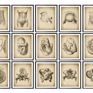 15 Vintage Embarazo y Obstetricia Carteles Obgyn Artwork Arte del parto Diagrama de desarrollo fetal Regalo de partera Obstetra Regalo Ginecología