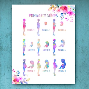Etapas del embarazo Arte de la acuarela Arte floral de la mujer embarazada Arte del desarrollo fetal Embarazo Revelar Regalo de obstetra Regalo de ginecólogo