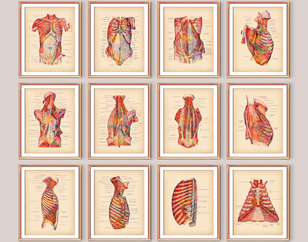 12 Vintage Diagram of Muscular System Poster Labeled Torso Muscles Art ...