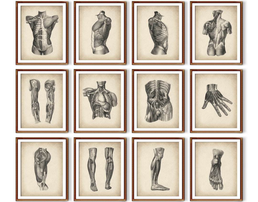 Set 12 Vintage Anatomy Art Muscular System Posters Nerve System Diagram ...