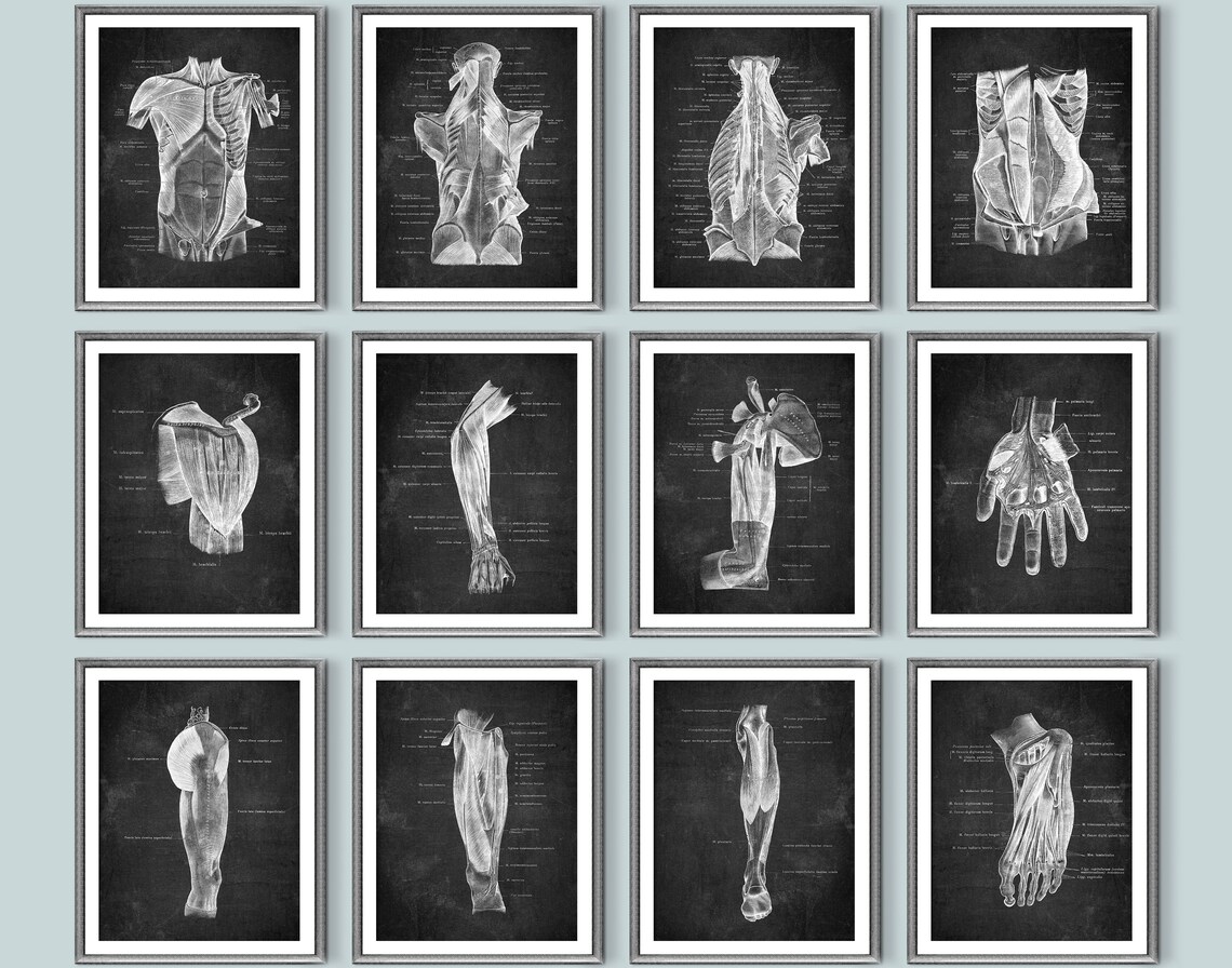Anatomy Poster Set of 12 Chalkboard Art Muscular System Art Labeled ...